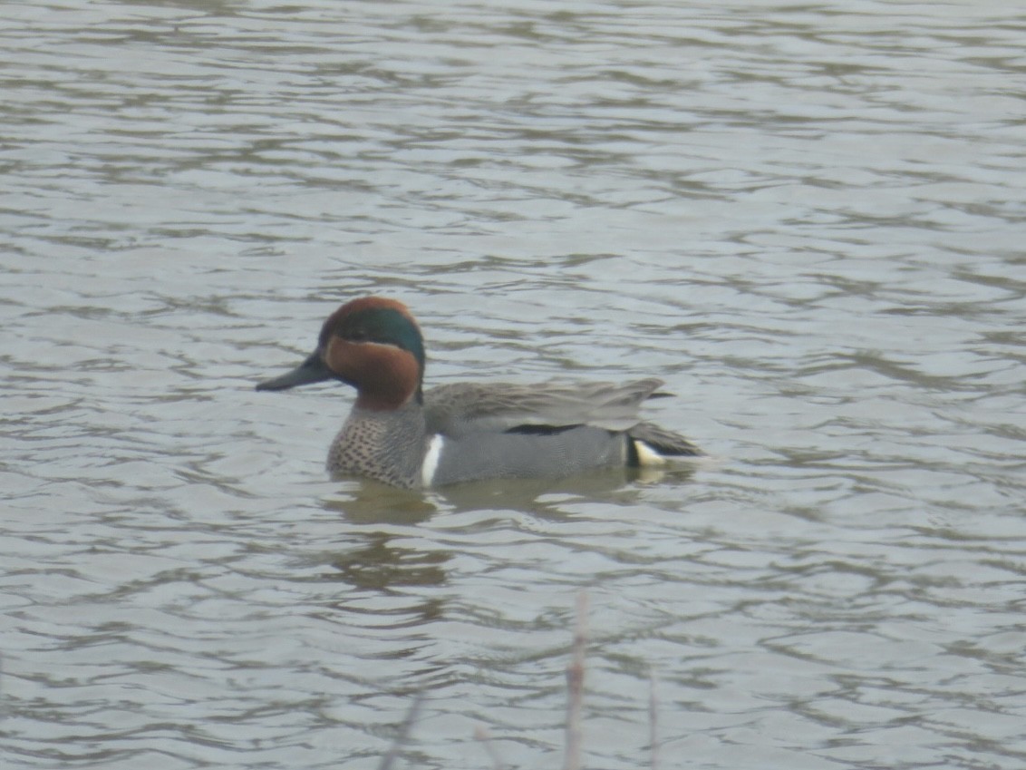 Green-winged Teal - ML582165451