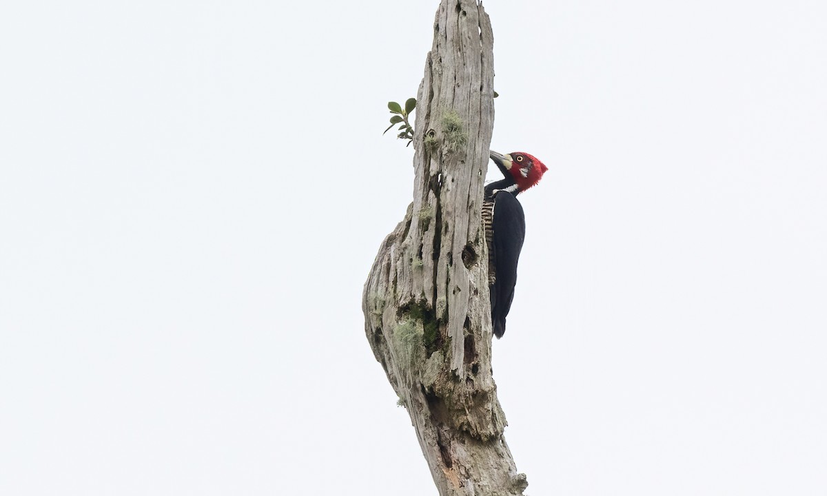 Crimson-crested Woodpecker - ML582167501