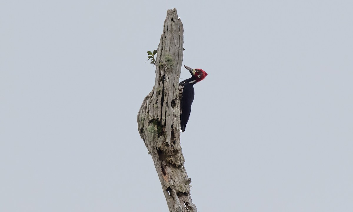Crimson-crested Woodpecker - ML582167521