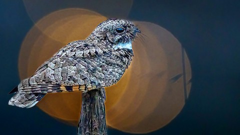 Common Poorwill In Flight
