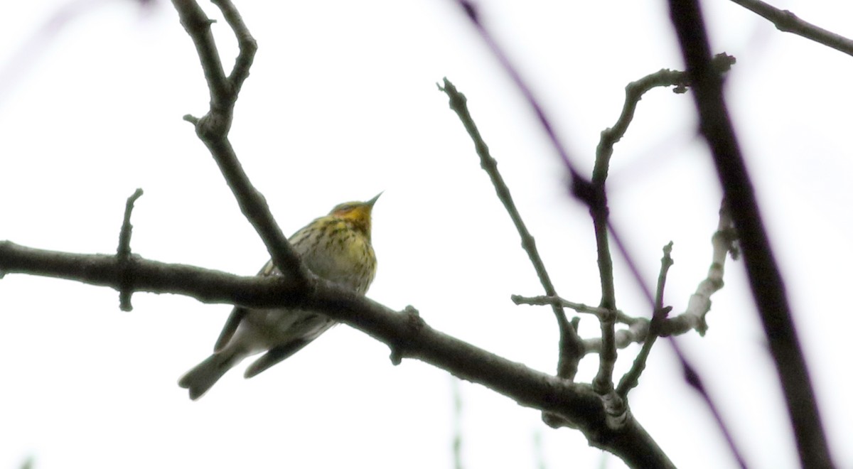 Cape May Warbler - ML58217021