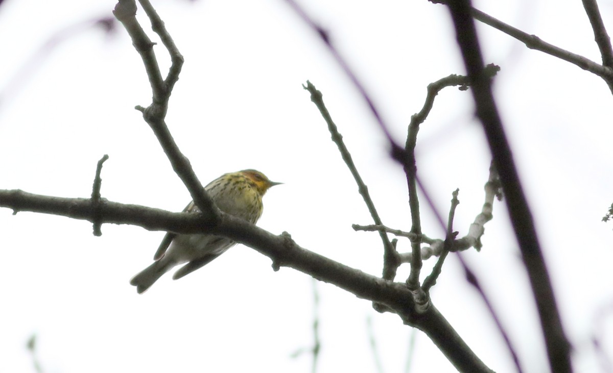 Cape May Warbler - ML58217051
