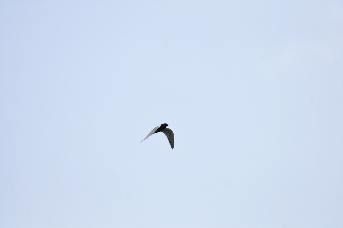 Black Tern - Sam Simon