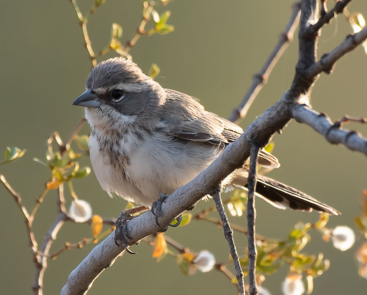 Black-throated Sparrow - ML582175061