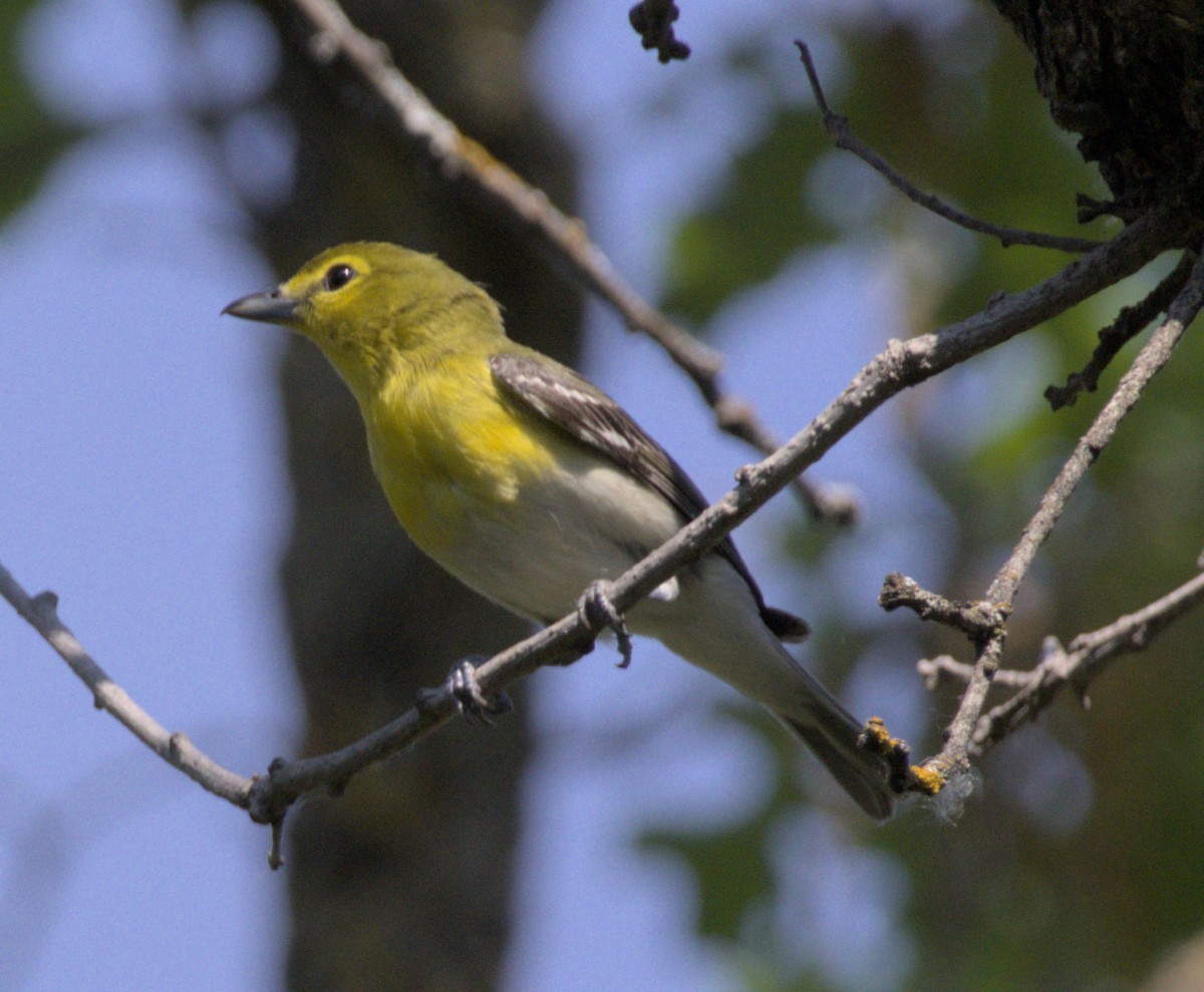 Yellow-throated Vireo - Mary Krieger