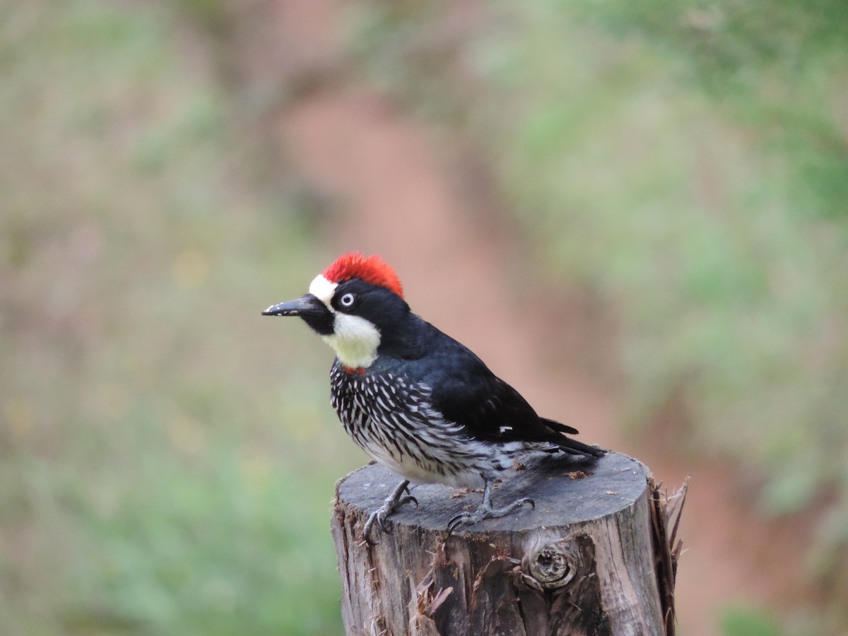 Acorn Woodpecker - Pablo Garro