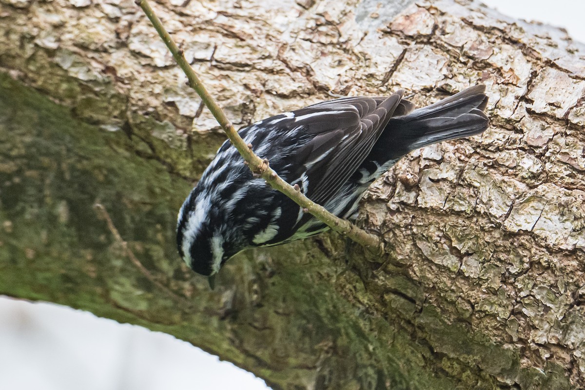 Black-and-white Warbler - ML582178501
