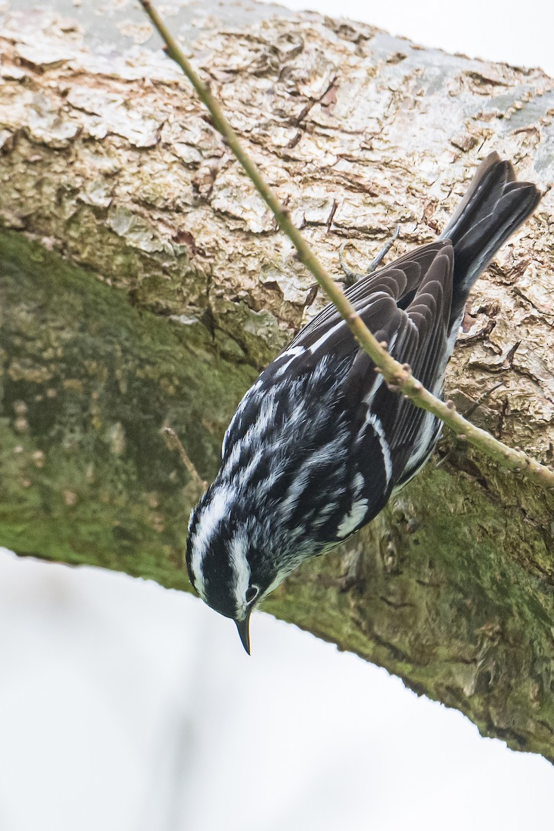 Black-and-white Warbler - ML582178511
