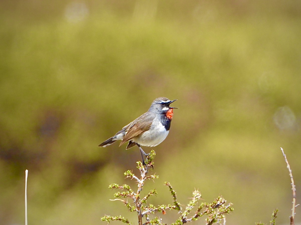 Chinese Rubythroat - ML582178661