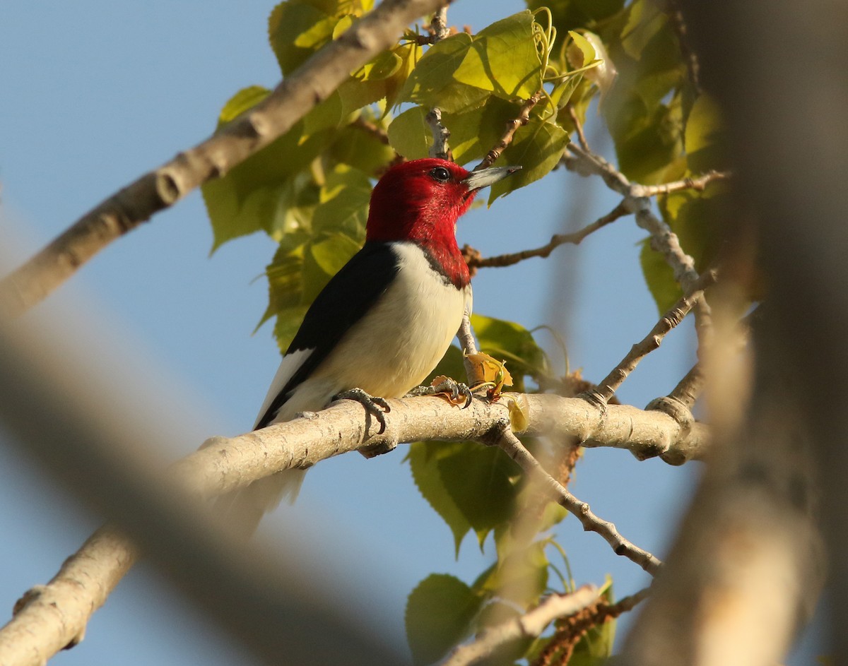 Red-headed Woodpecker - Matt Hysell