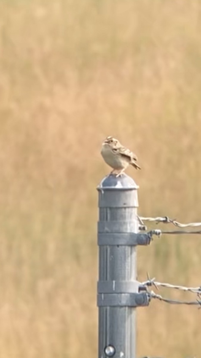 Ebird Checklist Jun Panhandle Trail Midway Bulger Area