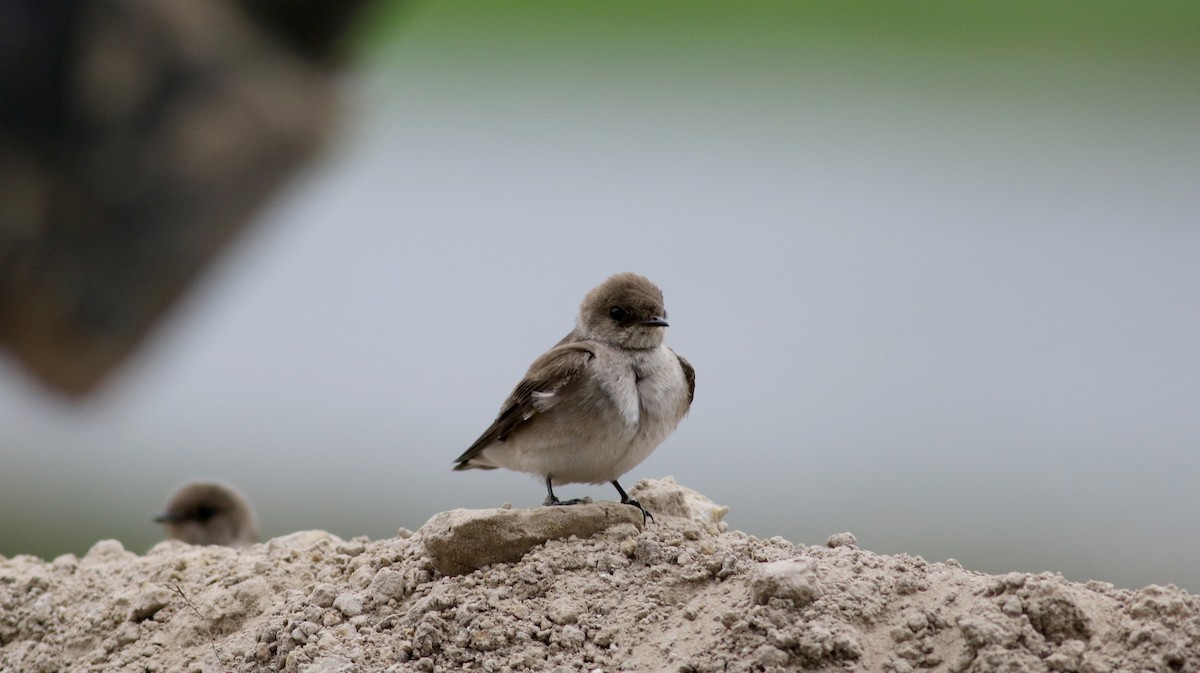 Northern Rough-winged Swallow - ML58218101