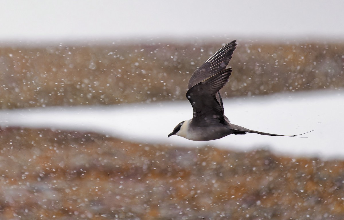 Long-tailed Jaeger - ML582183051