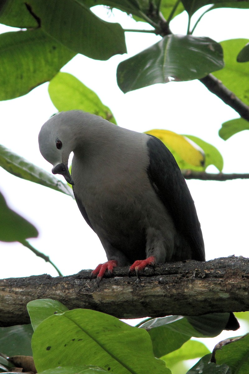 Pacific Imperial-Pigeon - ML582185441