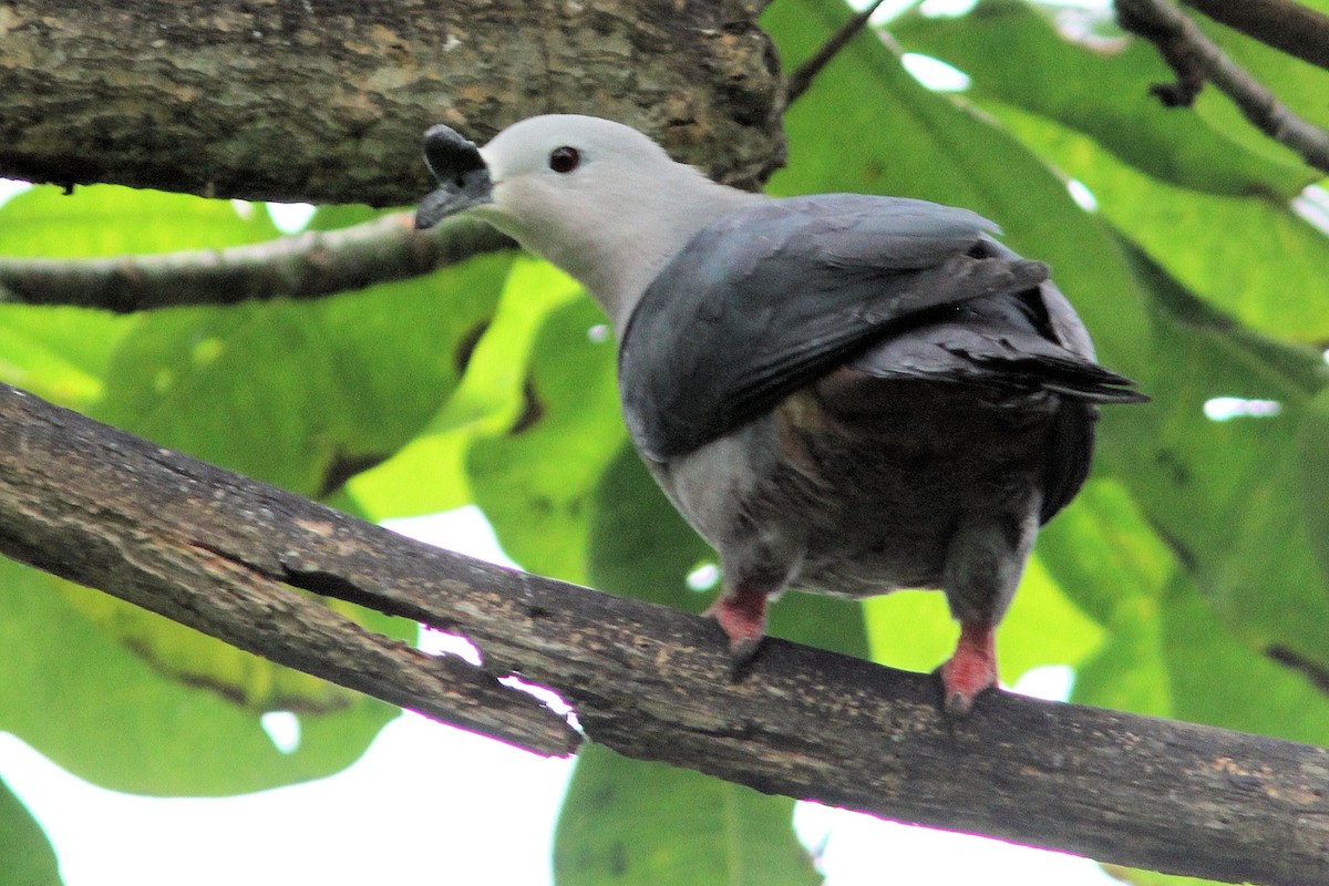 Pacific Imperial-Pigeon - ML582185461