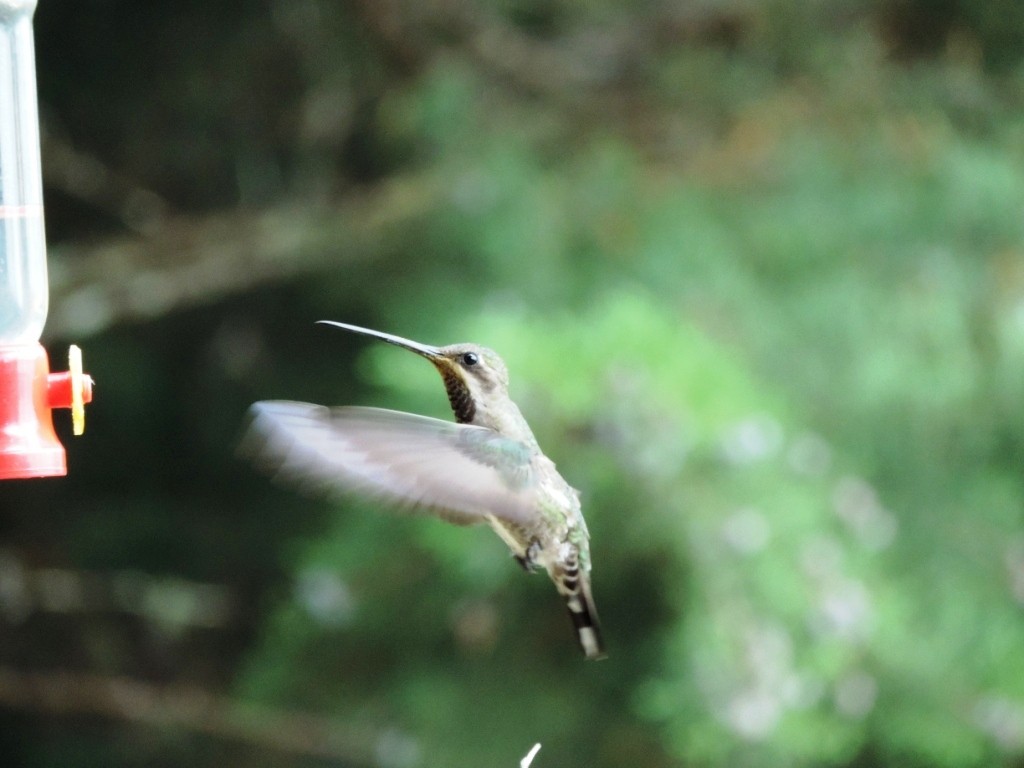 kolibřík achátový - ML58218581