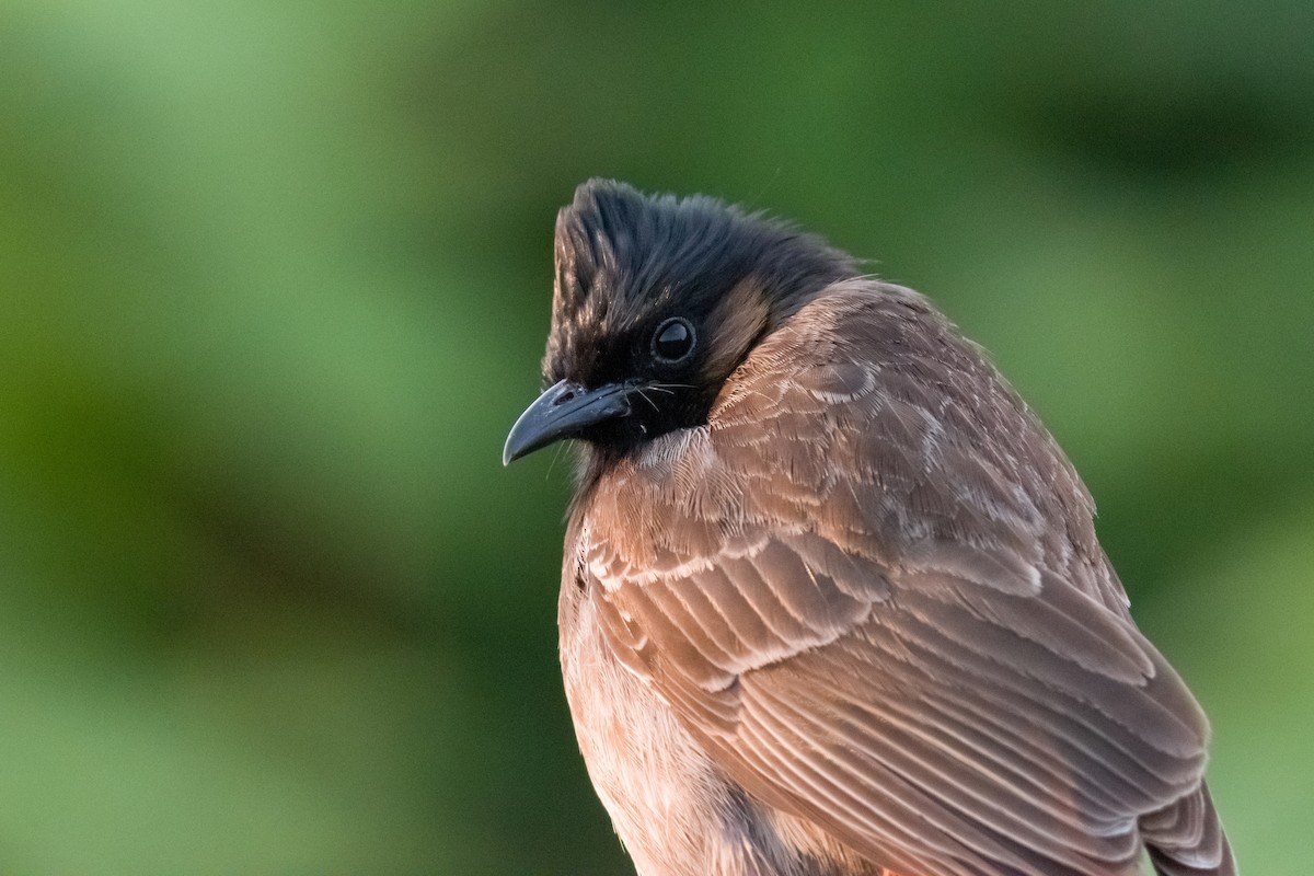 Red-vented Bulbul - ML582186061