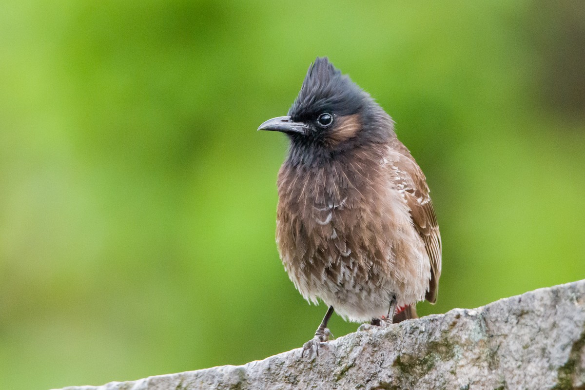 Red-vented Bulbul - ML582187881