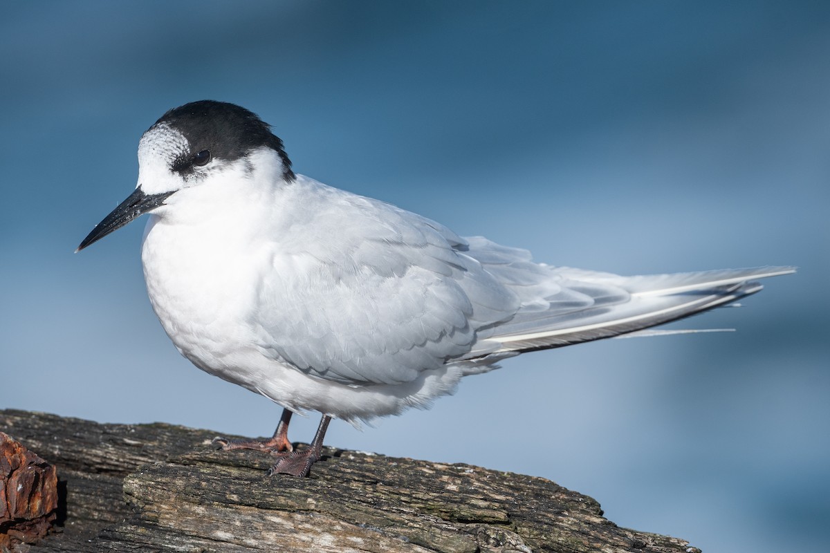 White-fronted Tern - ML582188051