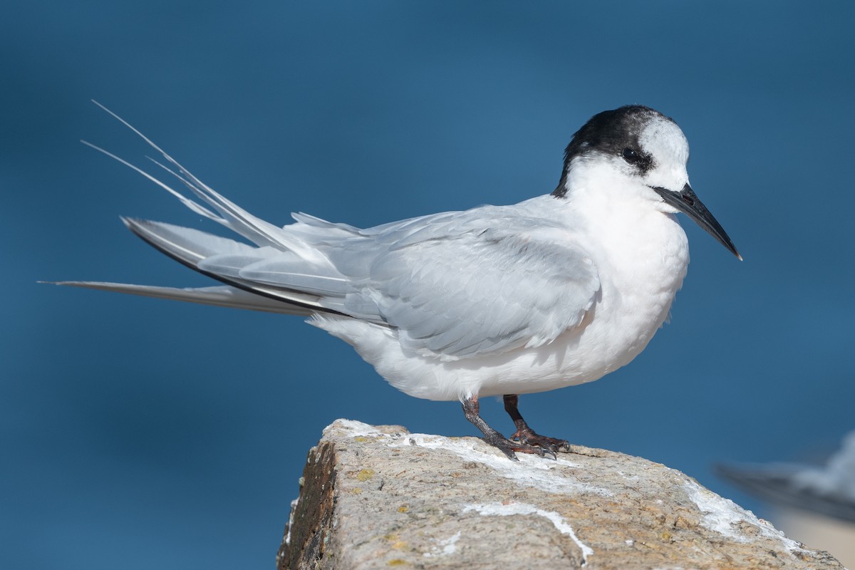 White-fronted Tern - ML582188091