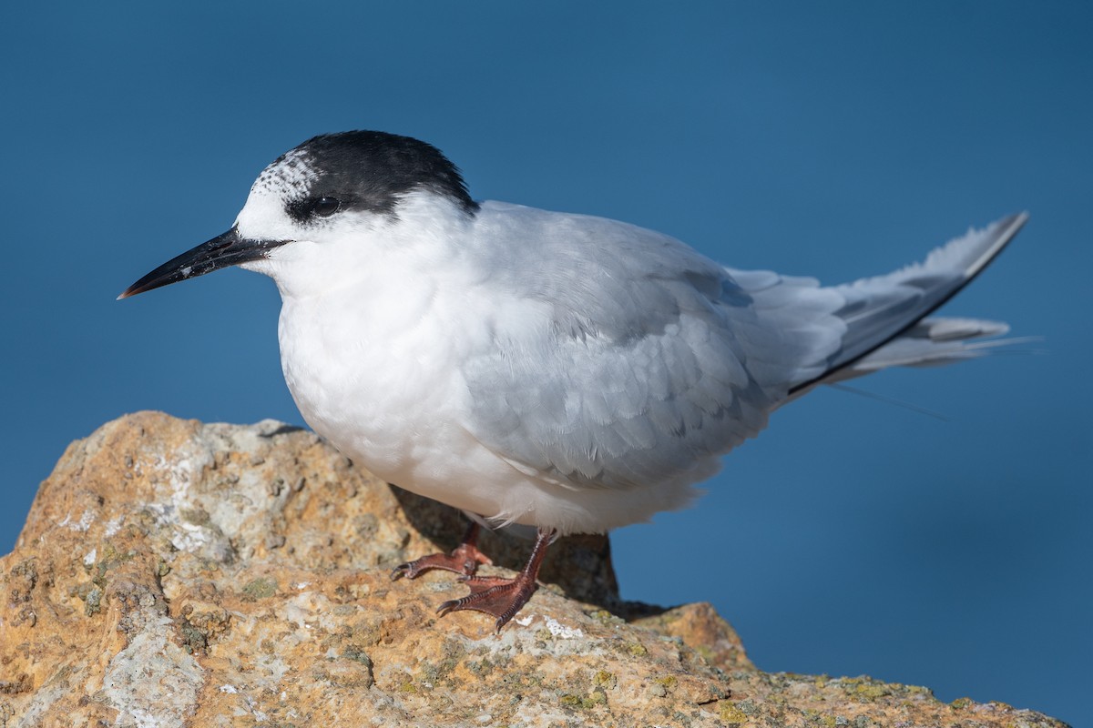 White-fronted Tern - ML582188171