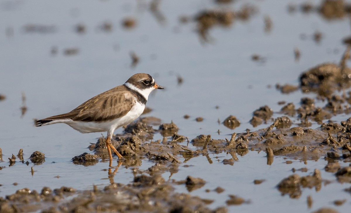 Semipalmated Plover - Jeff Timmons