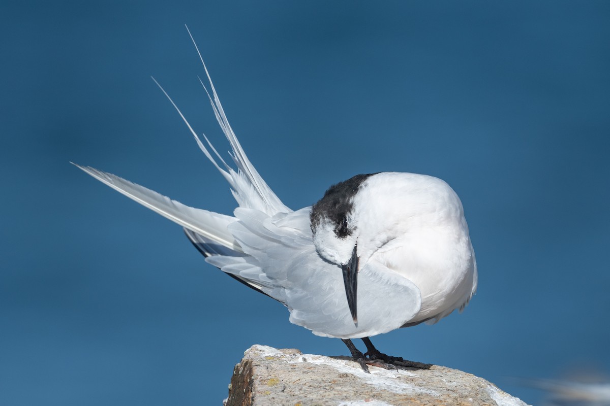 White-fronted Tern - ML582188331