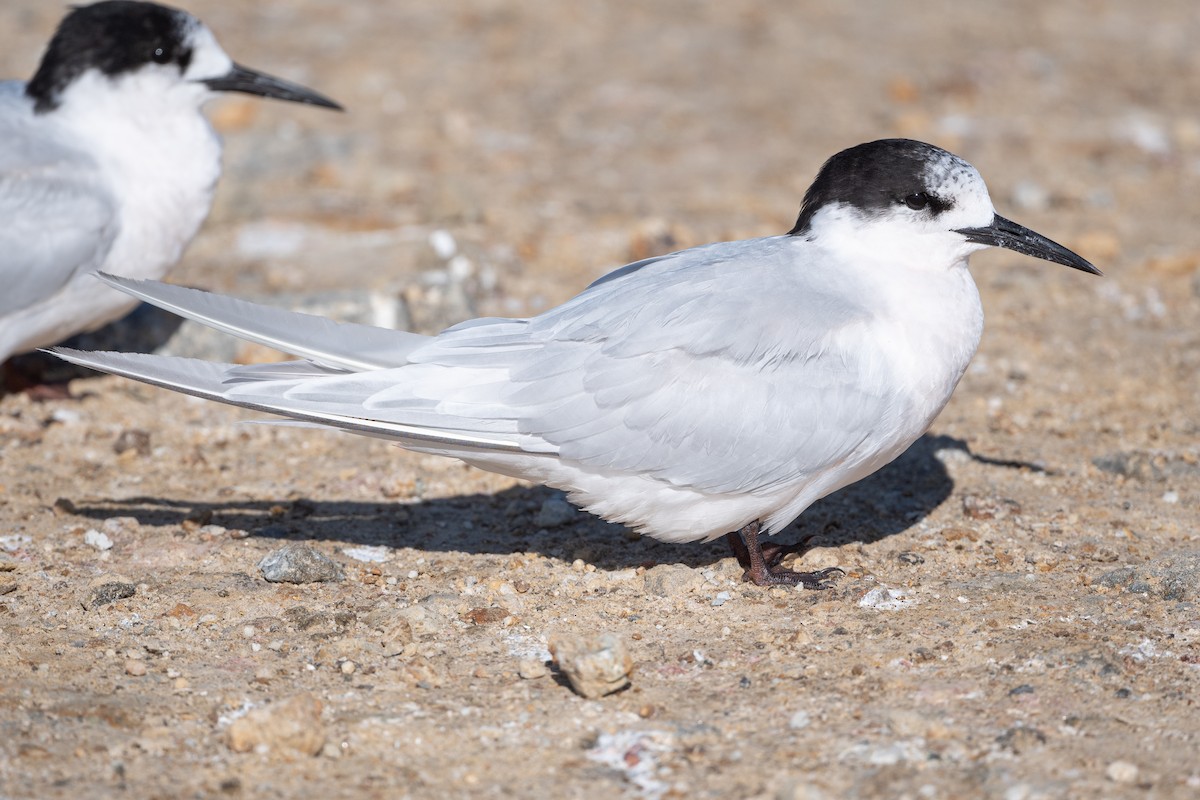 White-fronted Tern - ML582188341