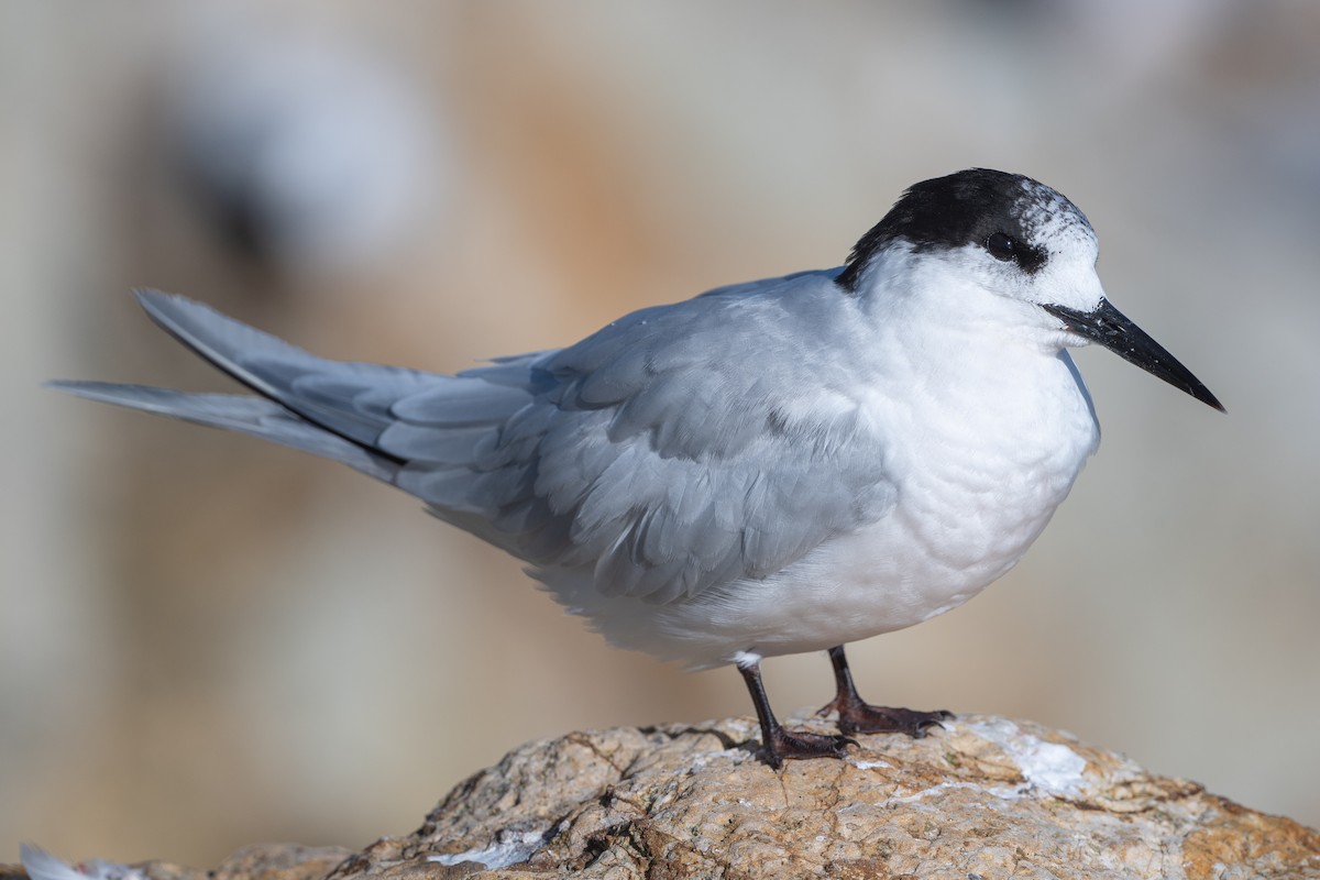 White-fronted Tern - ML582188351