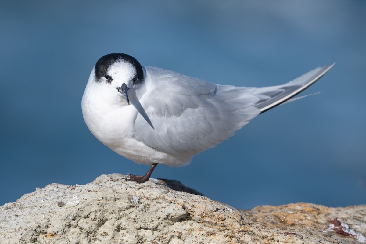 White-fronted Tern - ML582188421