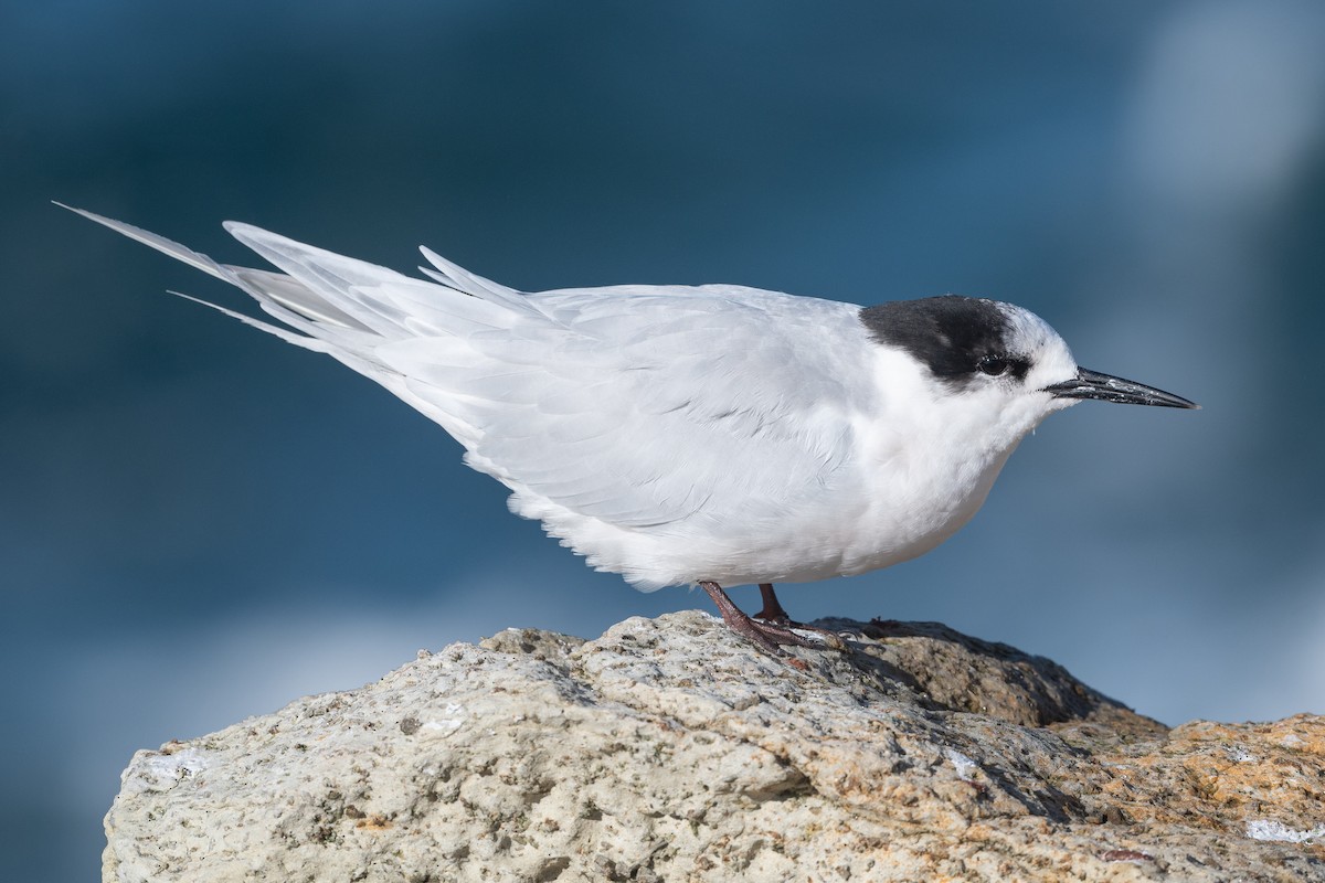 White-fronted Tern - ML582188431