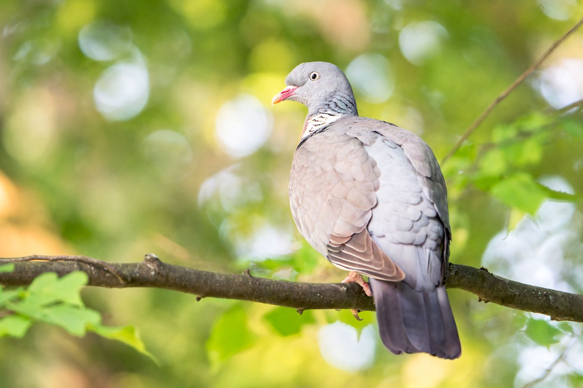 Common Wood-Pigeon - ML582192551