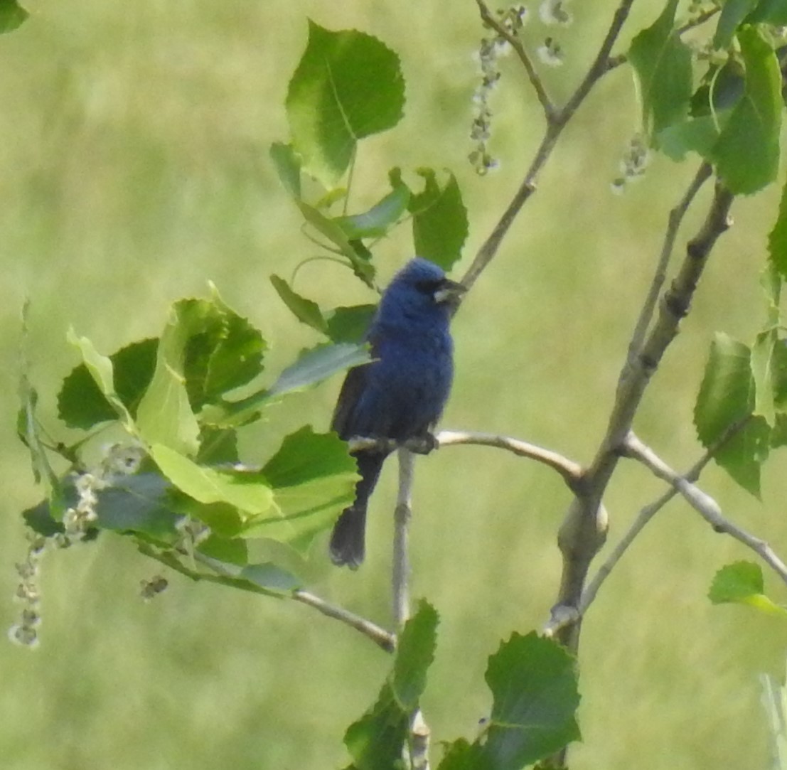 eBird Checklist 7 Jun 2023 Solon Landfill 10 species