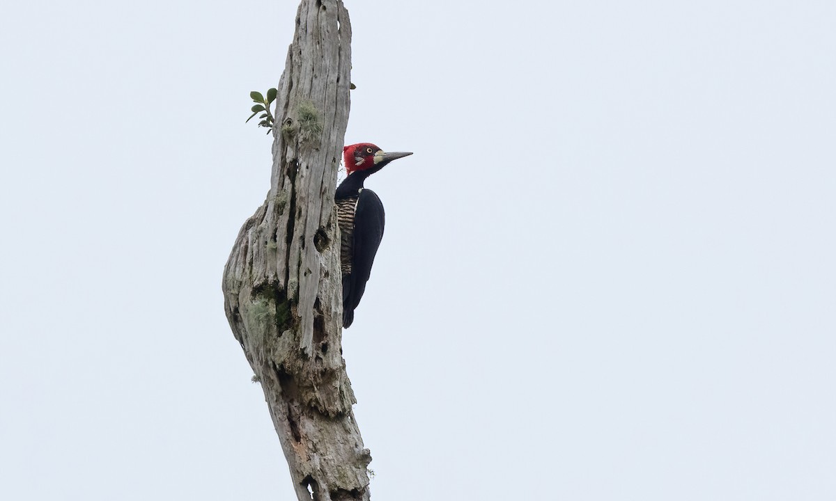 Crimson-crested Woodpecker - ML582193321