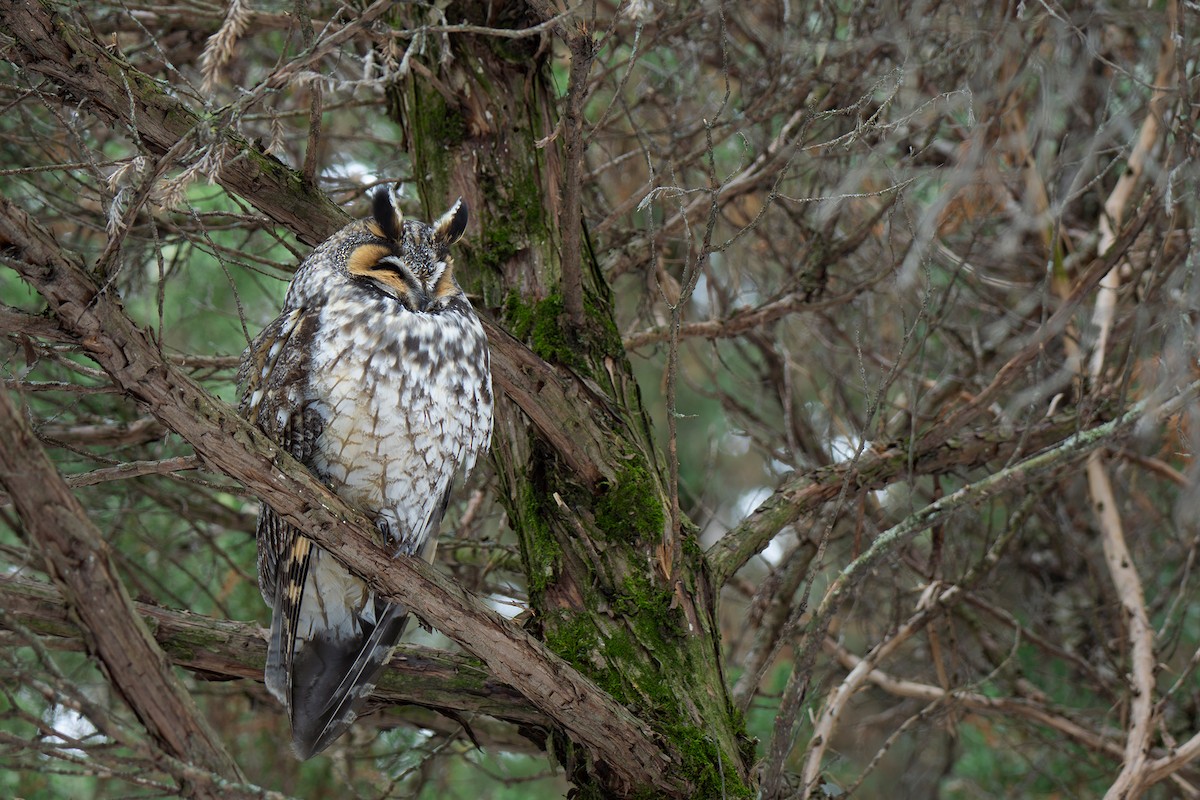 Long-eared Owl - ML582196331