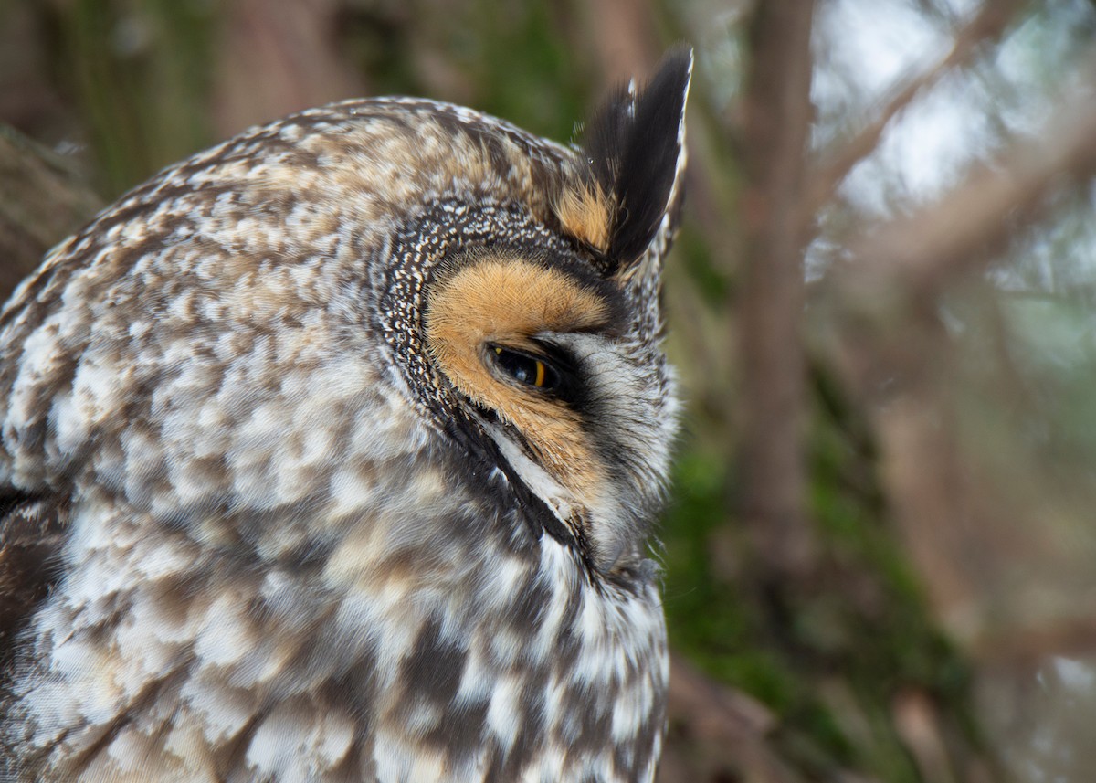 Long-eared Owl - ML582196351
