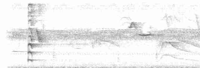 Common Gallinule (American) - ML582197511