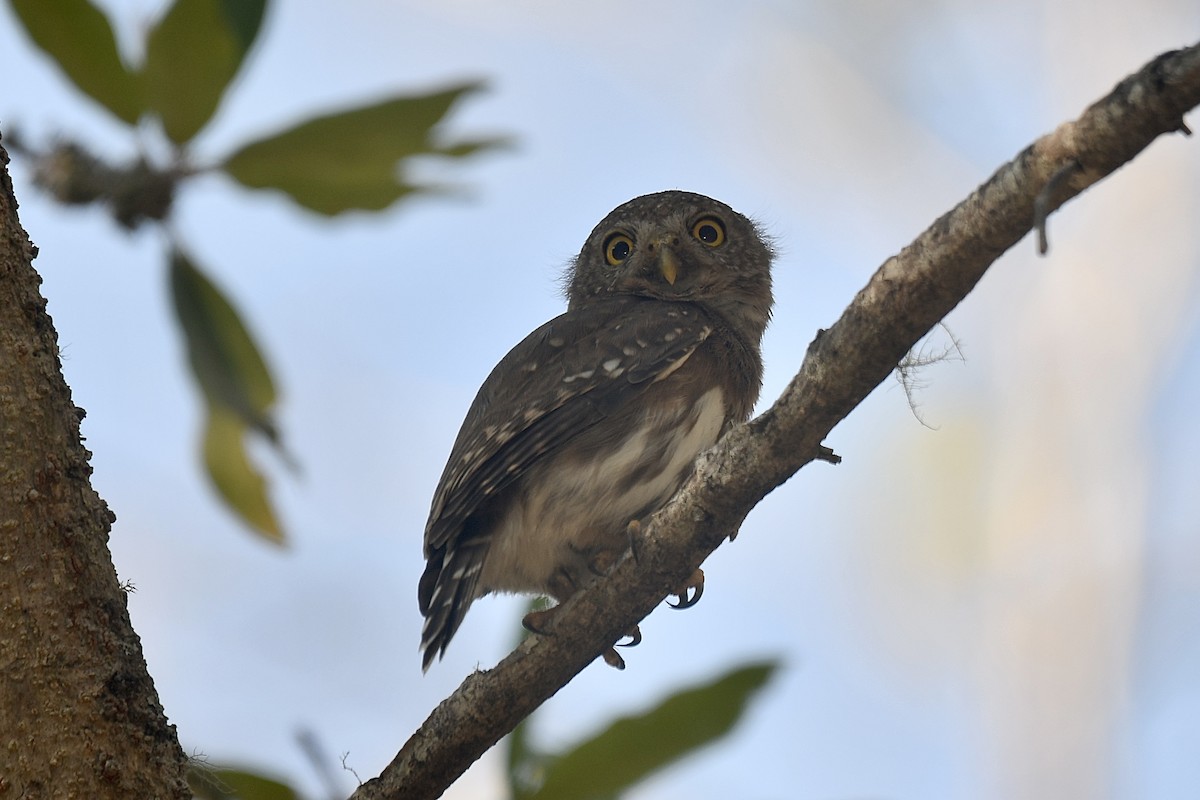 Colima Pygmy-Owl - ML582199821