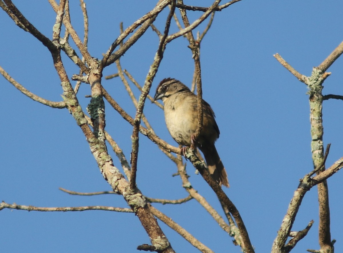 Rusty Sparrow - ML582202881