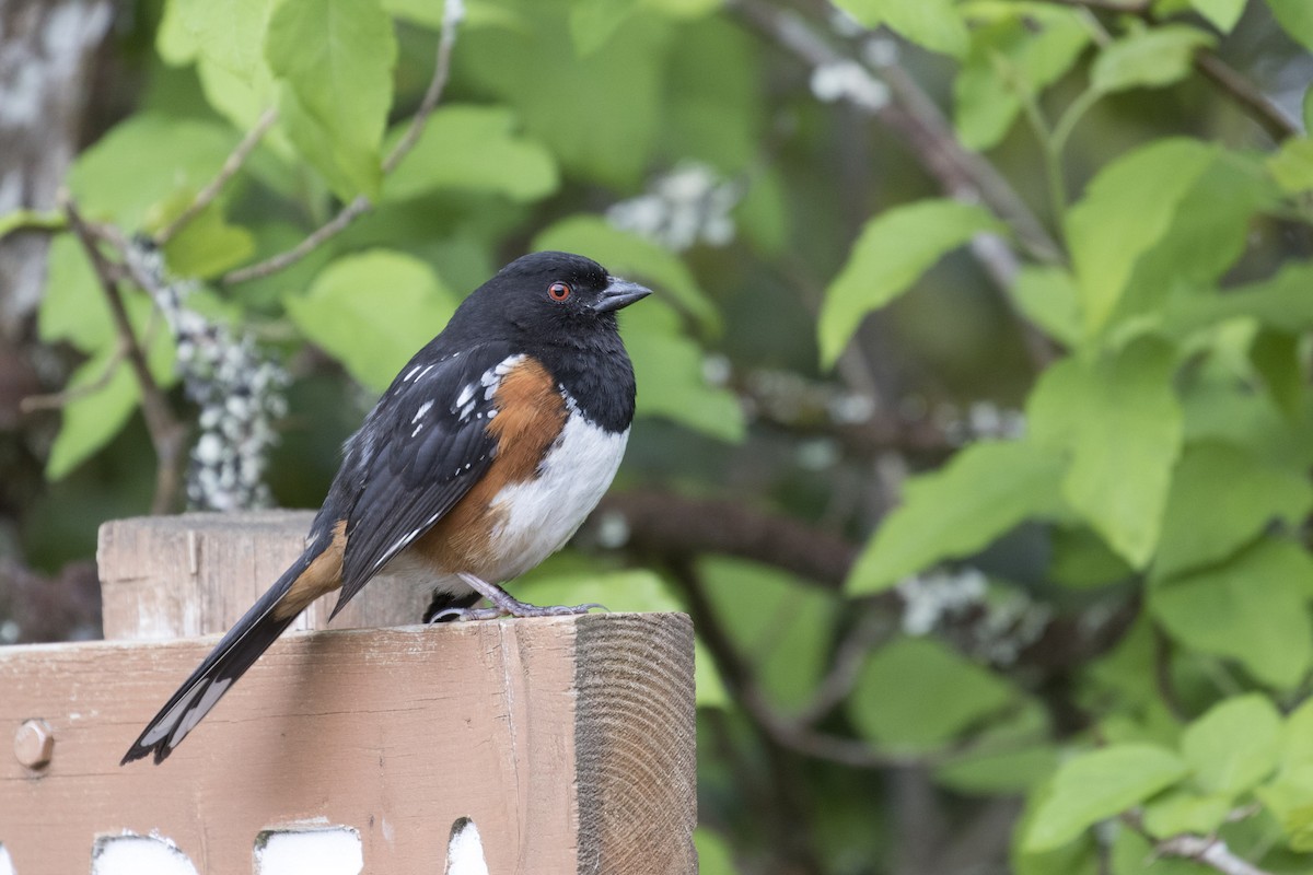 Spotted Towhee - ML58220941