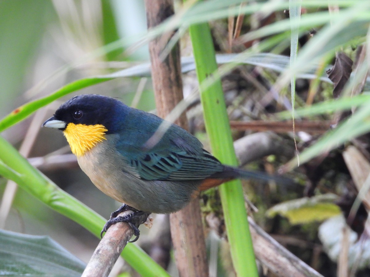 Yellow-throated Tanager - ML582212951