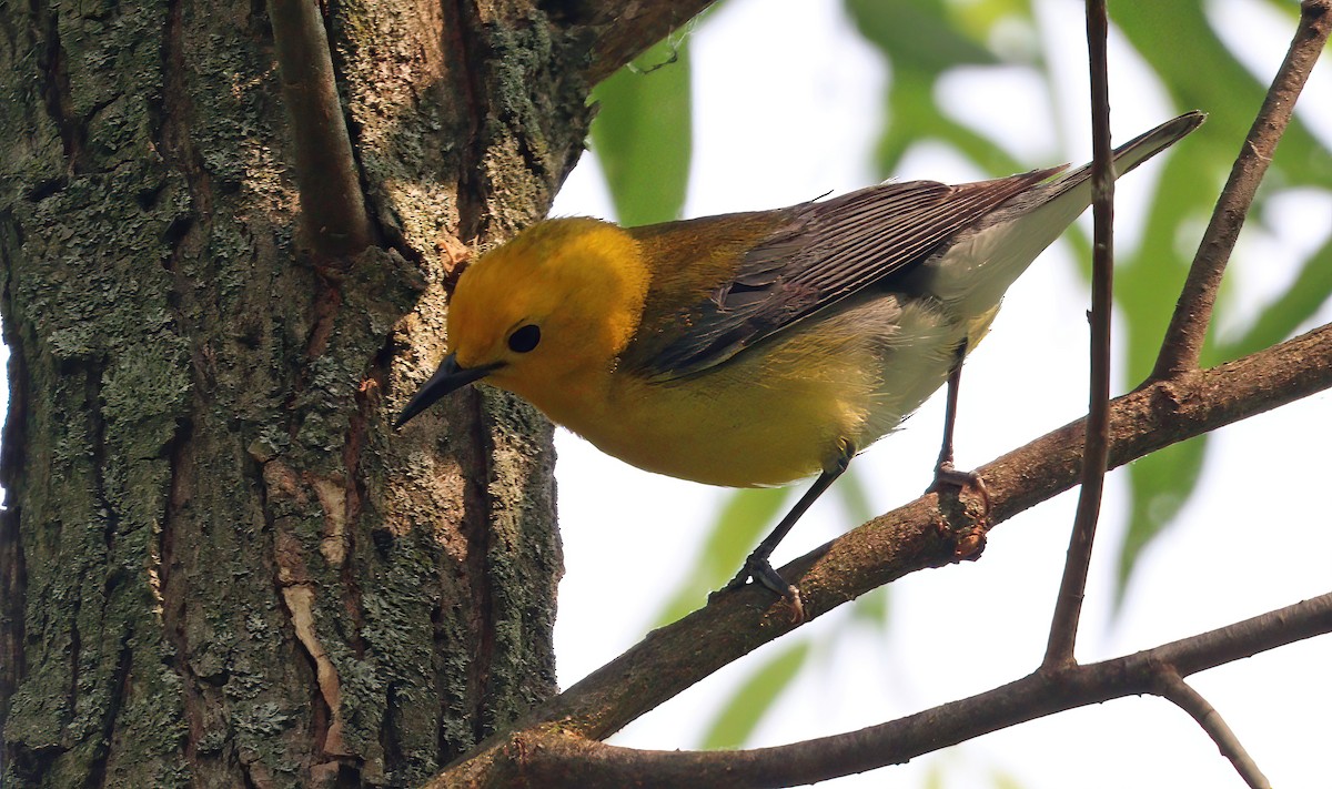 Prothonotary Warbler - ML582216751