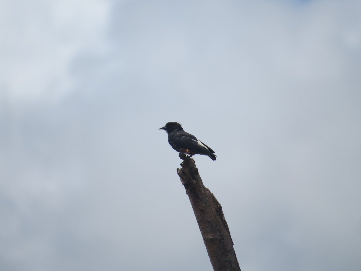Swallow-winged Puffbird - PNN EL TUPARRO