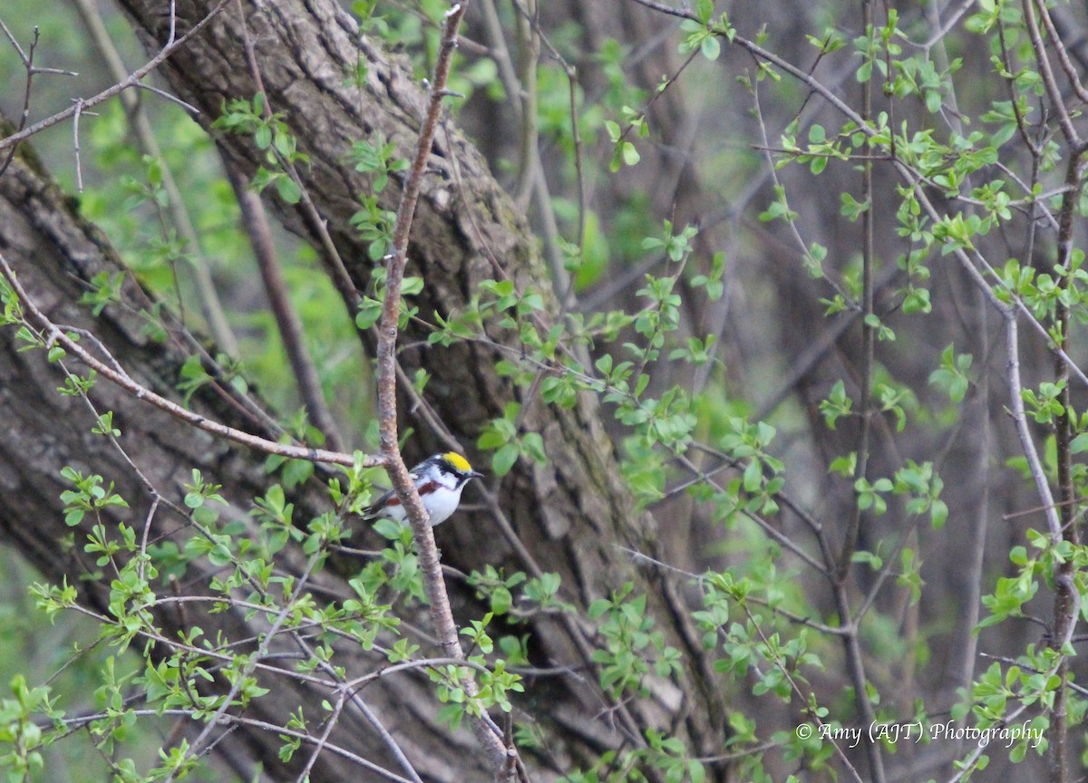 Chestnut-sided Warbler - Amy Tremblay
