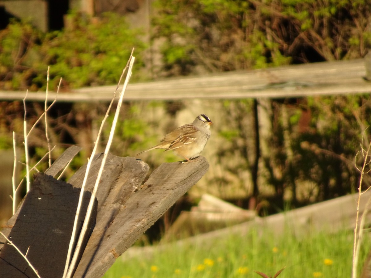White-crowned Sparrow - ML58221881