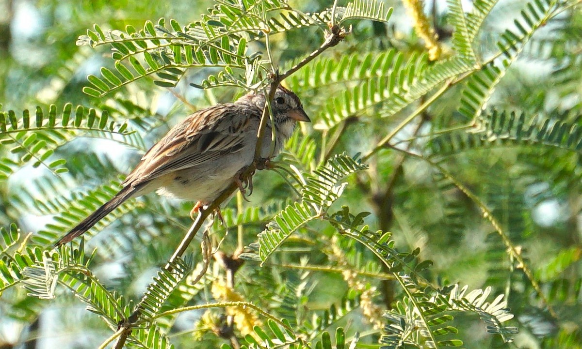 Rufous-winged Sparrow - ML582222751