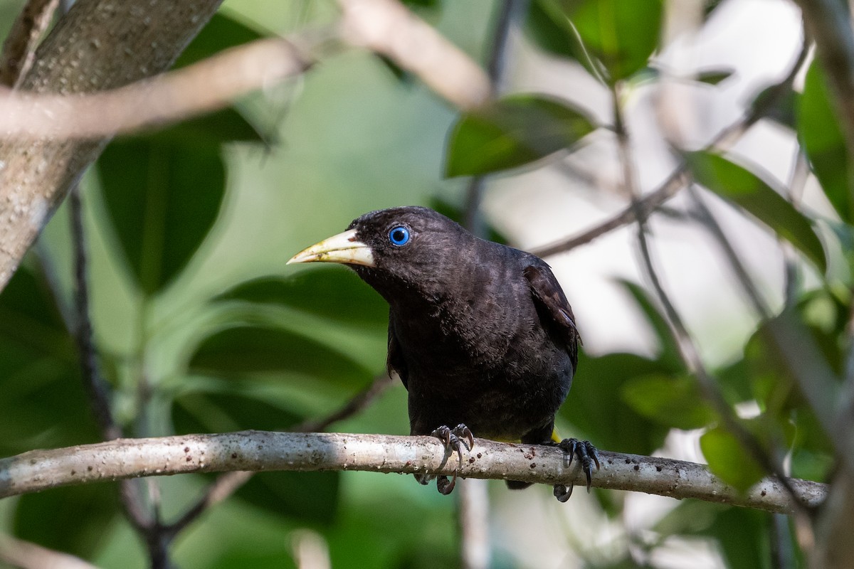 Yellow-rumped Cacique - ML582225421