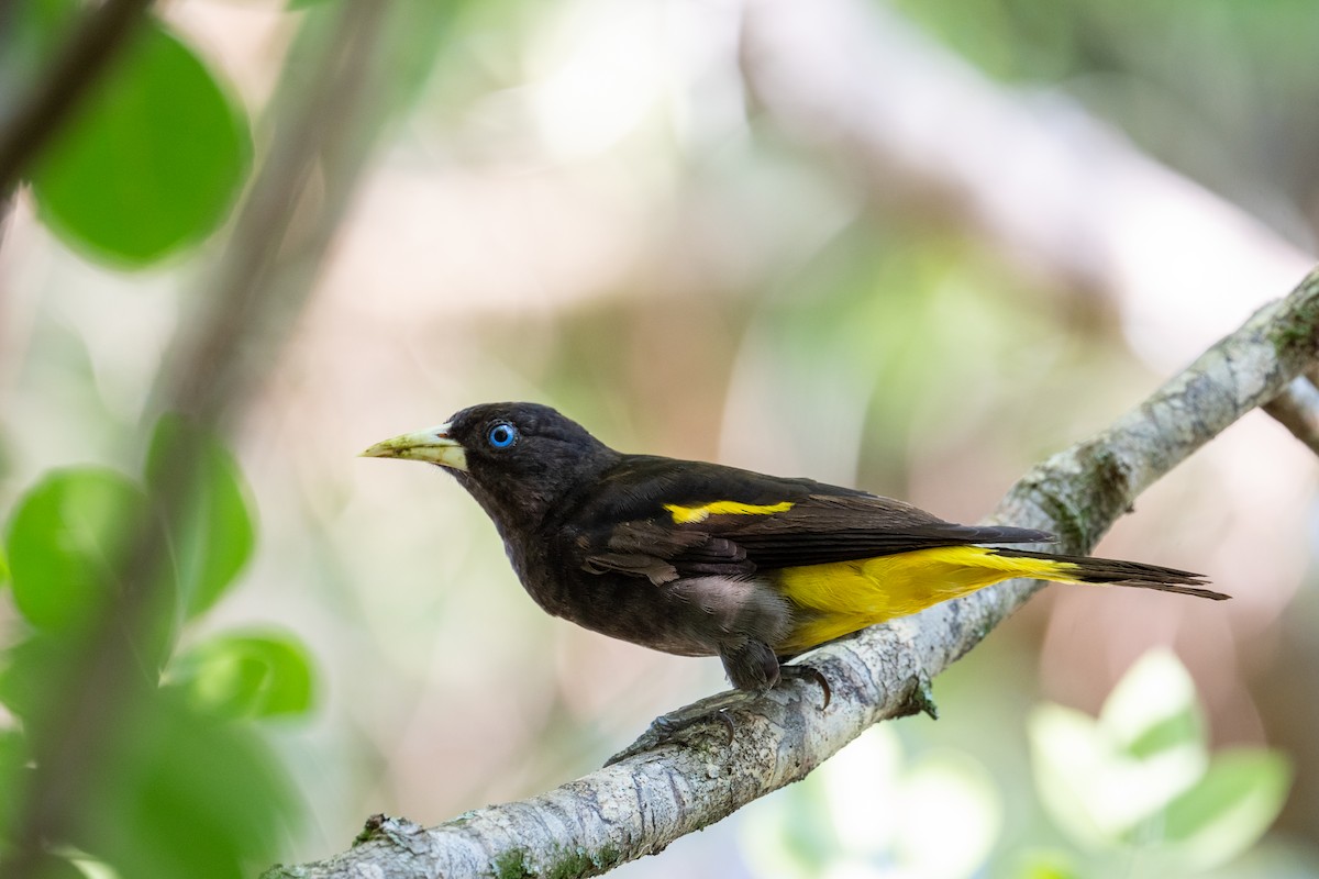 Yellow-rumped Cacique - ML582225431