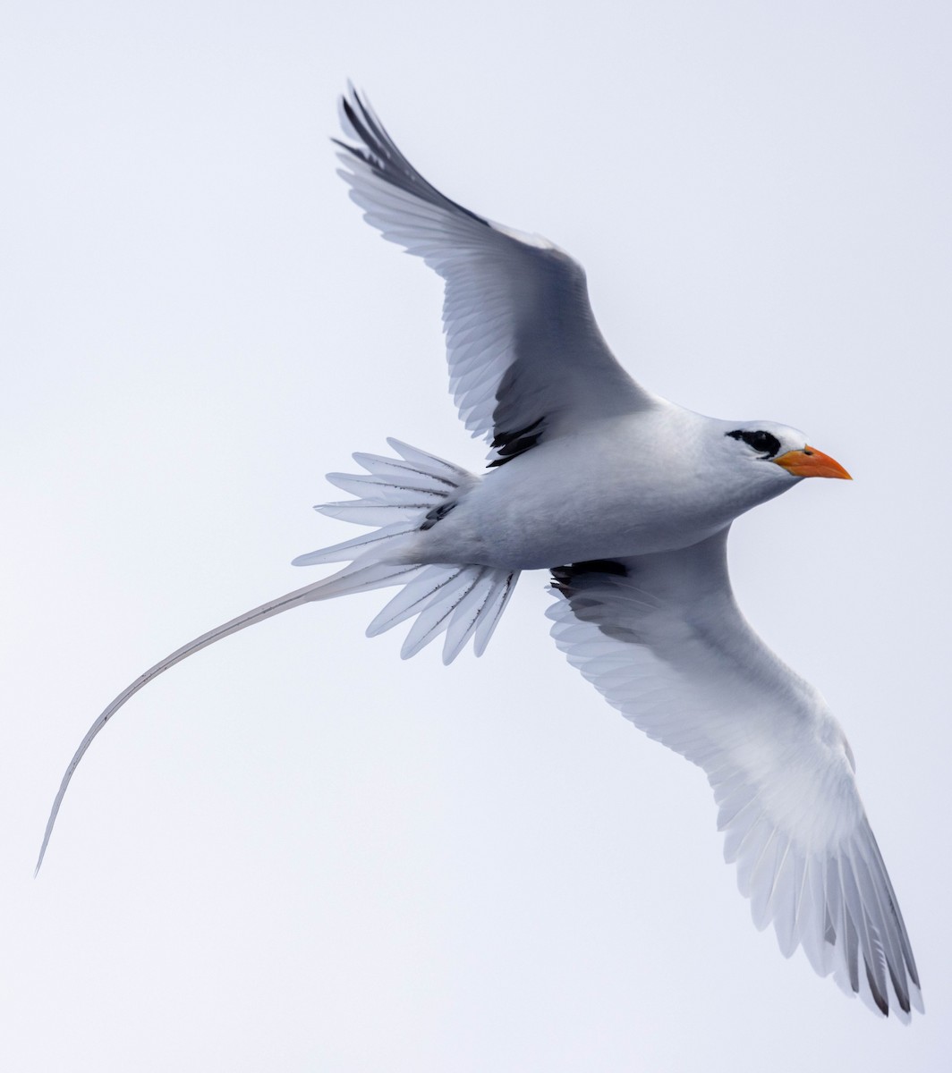 White-tailed Tropicbird (Atlantic) - ML582226911