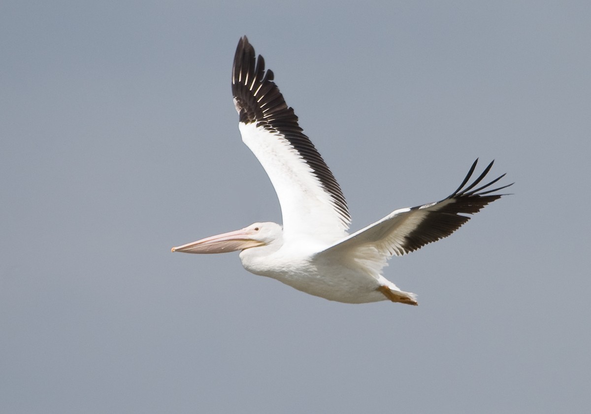 American White Pelican - William Pixler
